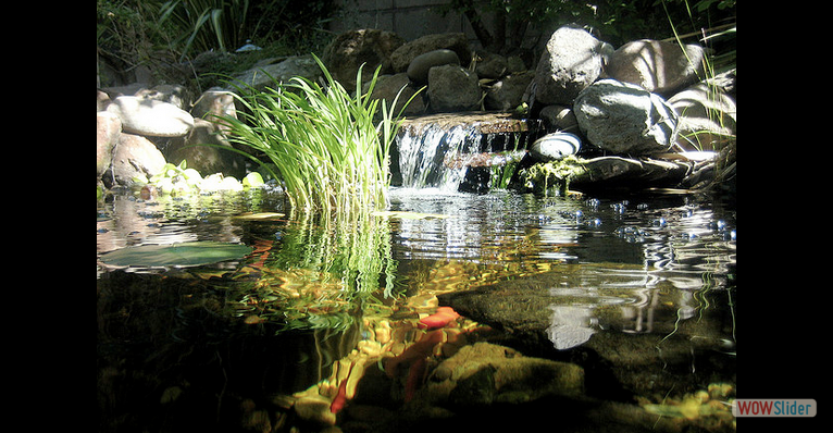 Ponds & Water features add a sense of tranquility to outdoor spaces.